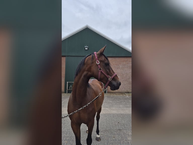 KWPN Stute 11 Jahre 165 cm Brauner in Bruinehaar