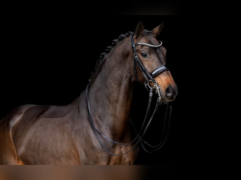 KWPN Stute 11 Jahre 165 cm Dunkelbrauner in Kwadijk