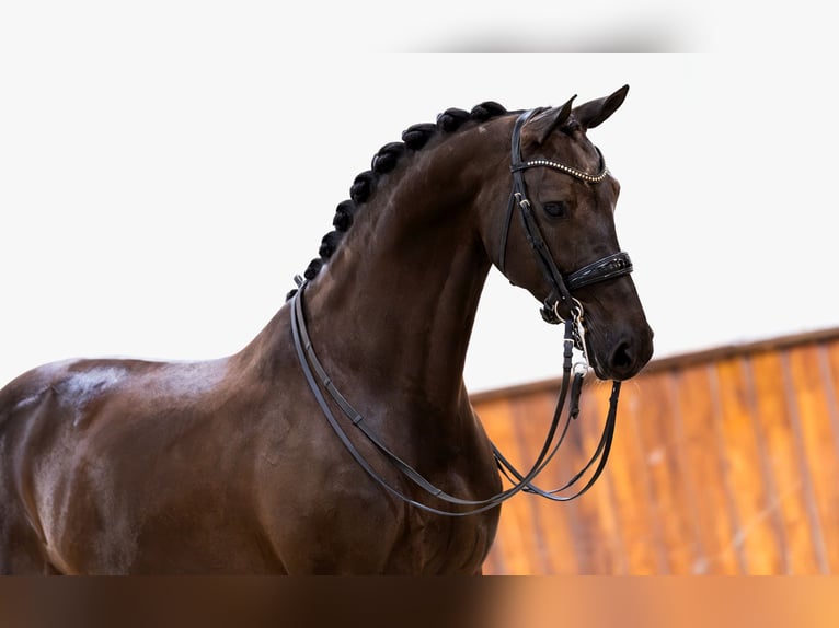 KWPN Stute 11 Jahre 165 cm Dunkelbrauner in Kwadijk