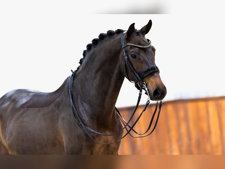 KWPN Stute 11 Jahre 165 cm Dunkelbrauner in Kwadijk