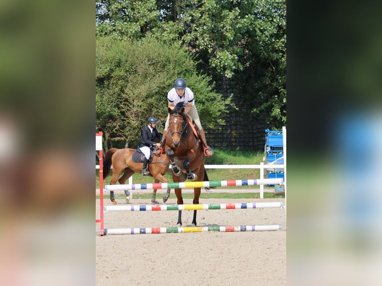KWPN Stute 11 Jahre 166 cm Brauner in Dunkerque