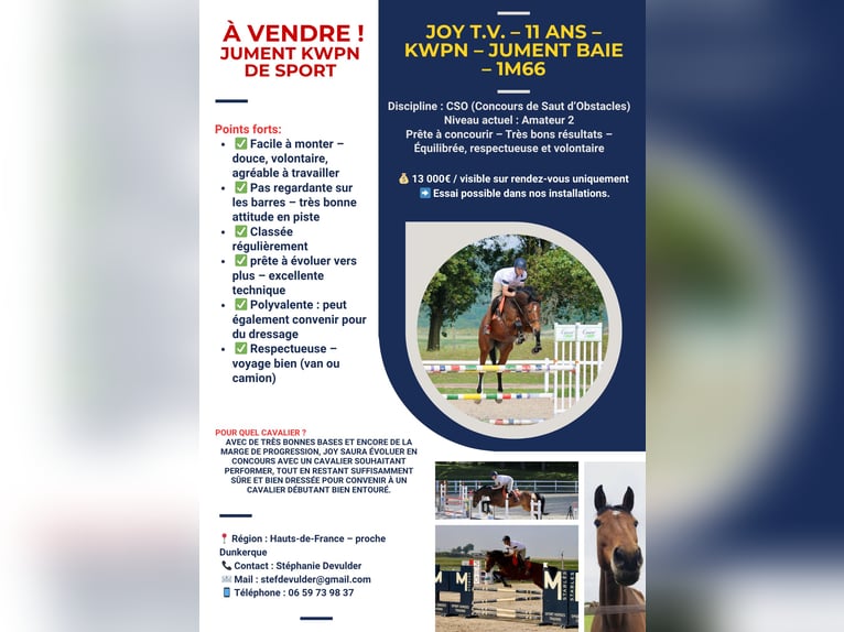 KWPN Stute 11 Jahre 166 cm Brauner in Dunkerque