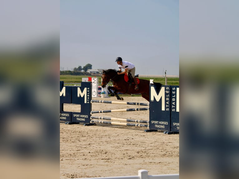 KWPN Stute 11 Jahre 166 cm Brauner in Dunkerque