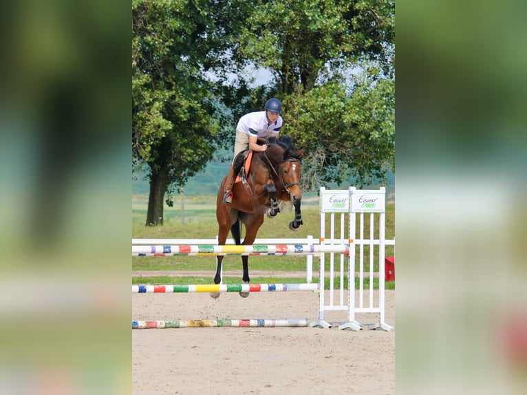 KWPN Stute 11 Jahre 166 cm Brauner in Dunkerque