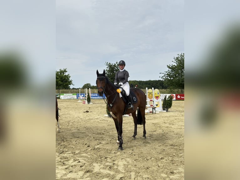 KWPN Stute 11 Jahre 167 cm Dunkelbrauner in R&#xF6;dinghausen