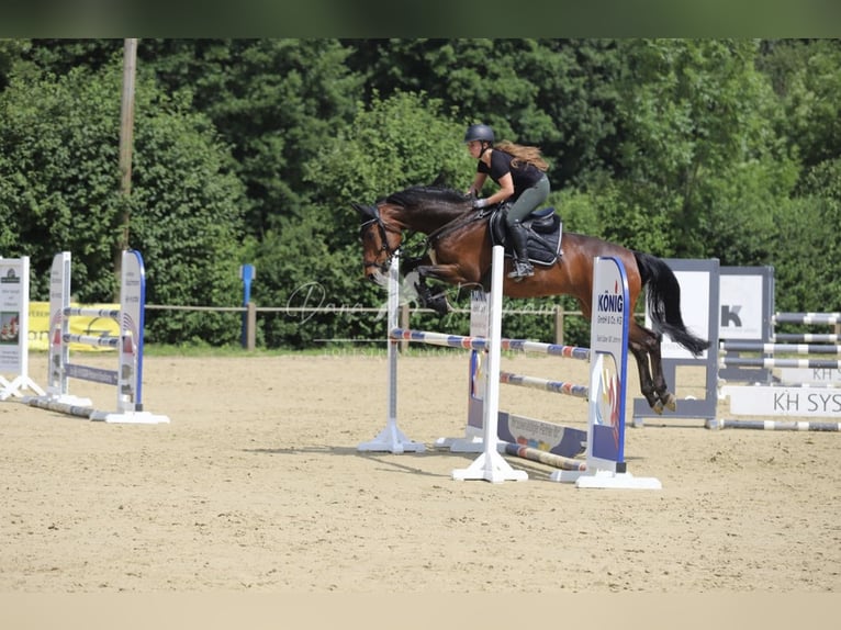 KWPN Stute 11 Jahre 167 cm Dunkelbrauner in R&#xF6;dinghausen