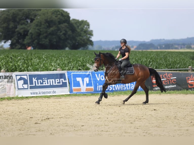 KWPN Stute 11 Jahre 167 cm Dunkelbrauner in R&#xF6;dinghausen