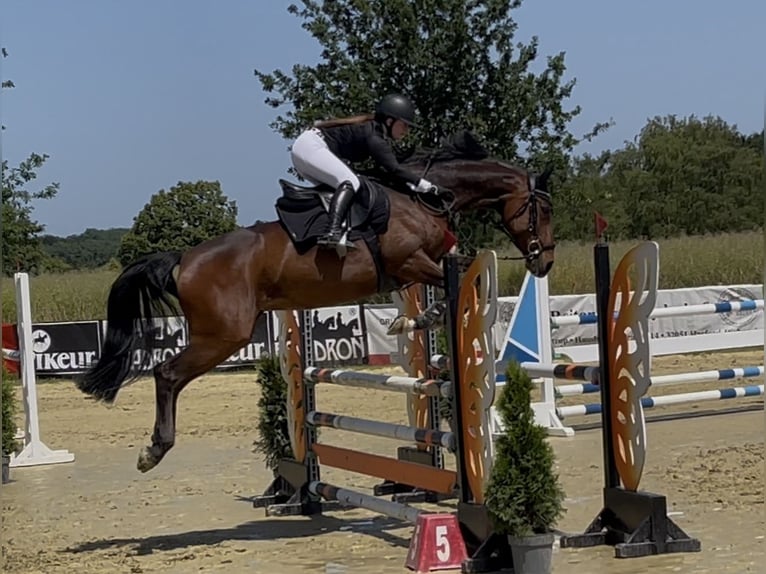 KWPN Stute 11 Jahre 167 cm Dunkelbrauner in R&#xF6;dinghausen