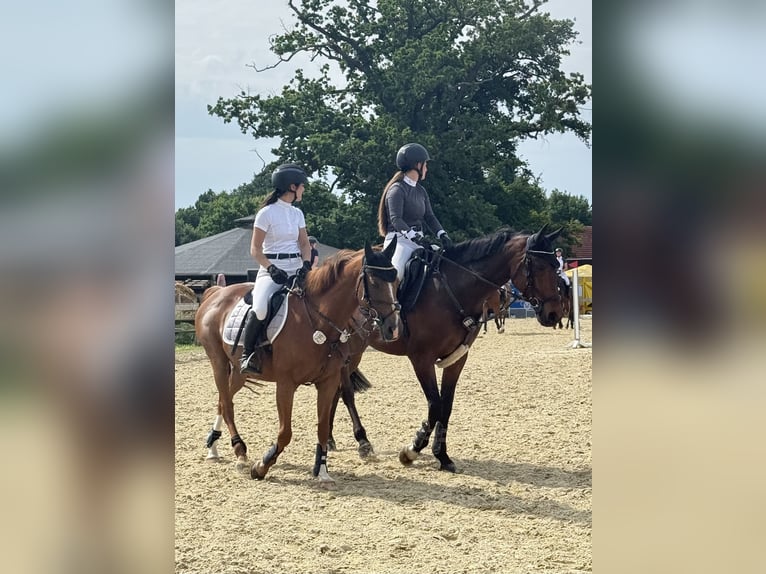 KWPN Stute 11 Jahre 167 cm Dunkelbrauner in R&#xF6;dinghausen