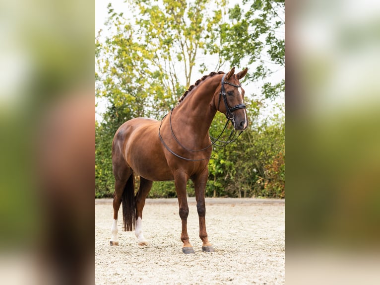 KWPN Stute 11 Jahre 167 cm Dunkelfuchs in Borssele