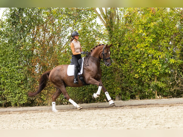 KWPN Stute 11 Jahre 167 cm Dunkelfuchs in Borssele