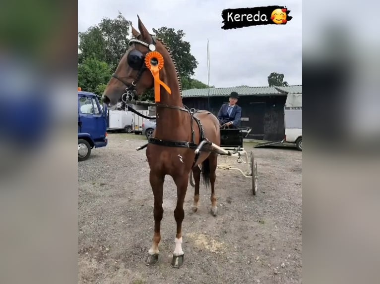 KWPN Stute 11 Jahre 167 cm Dunkelfuchs in Pleternica