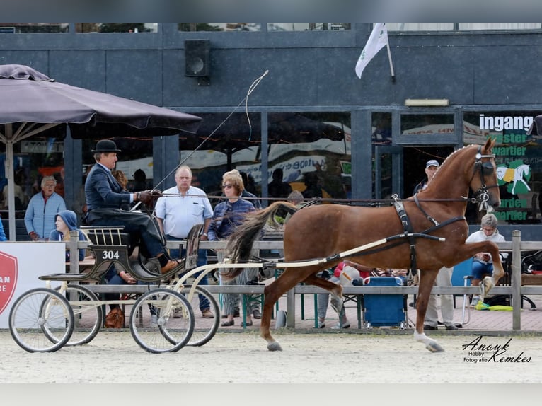KWPN Stute 11 Jahre 167 cm Dunkelfuchs in Pleternica
