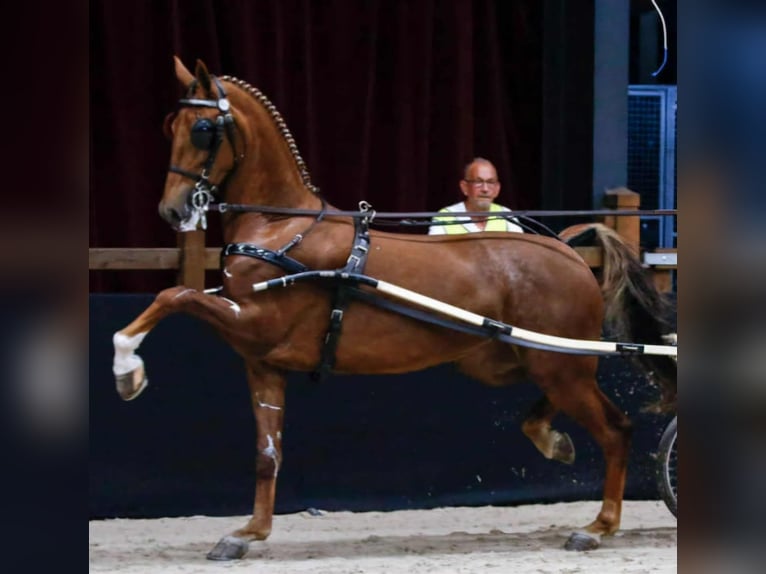 KWPN Stute 11 Jahre 167 cm in Pleternica