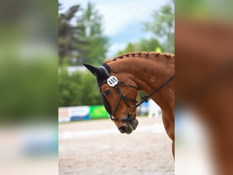 KWPN Stute 11 Jahre 167 cm Fuchs in Altstätten SG 2