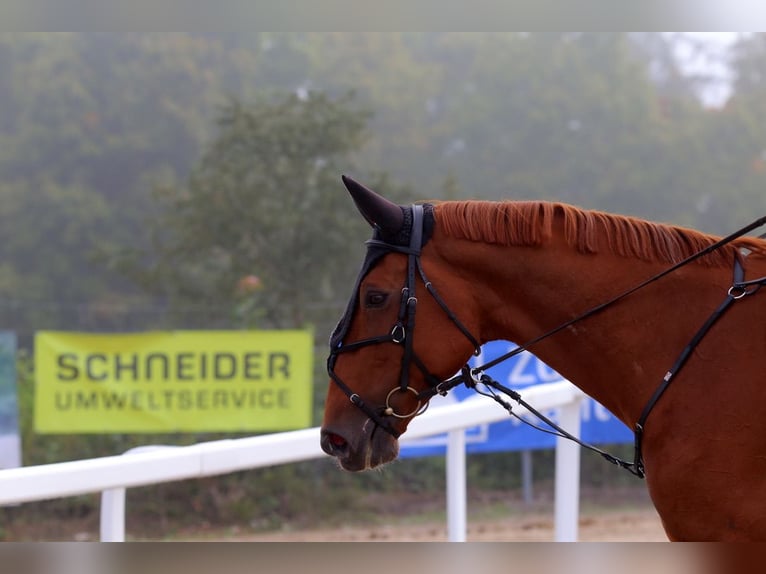 KWPN Stute 11 Jahre 167 cm Fuchs in Altstätten SG 2