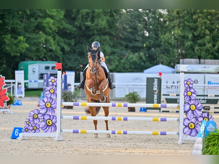 KWPN Stute 11 Jahre 167 cm Fuchs in Altstätten SG 2