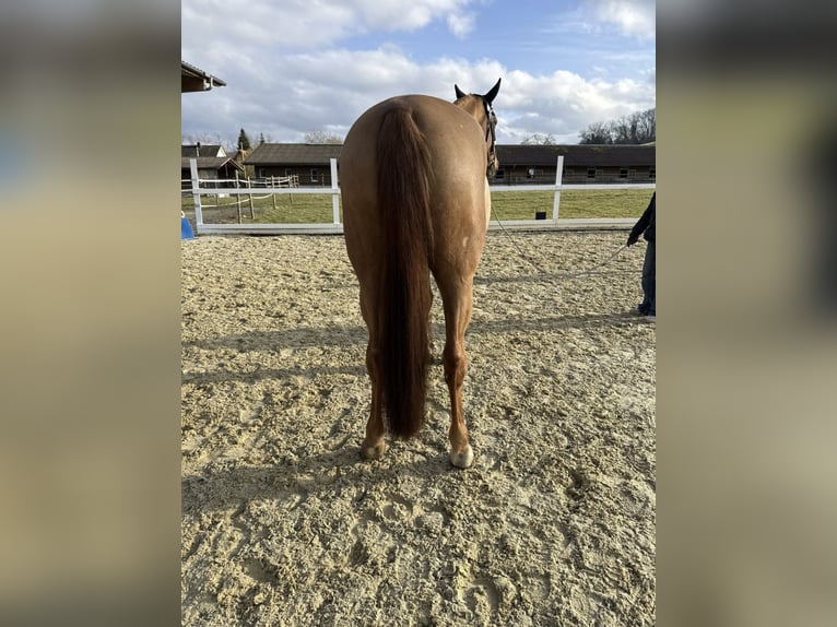 KWPN Stute 11 Jahre 167 cm Fuchs in Altstätten SG