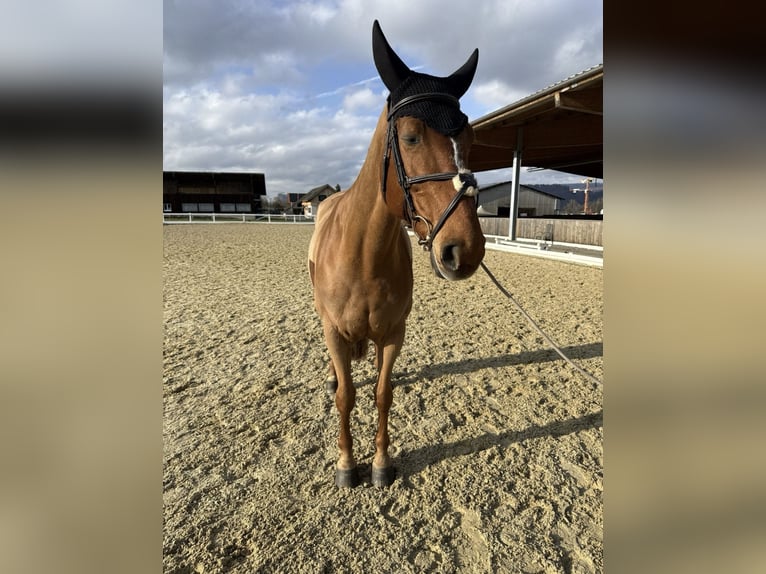 KWPN Stute 11 Jahre 167 cm Fuchs in Altstätten SG
