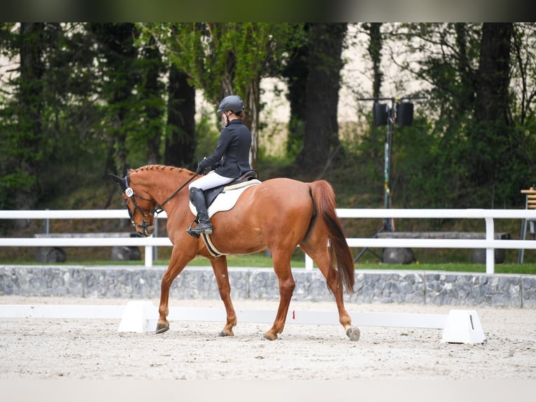 KWPN Stute 11 Jahre 167 cm Fuchs in Altstätten SG
