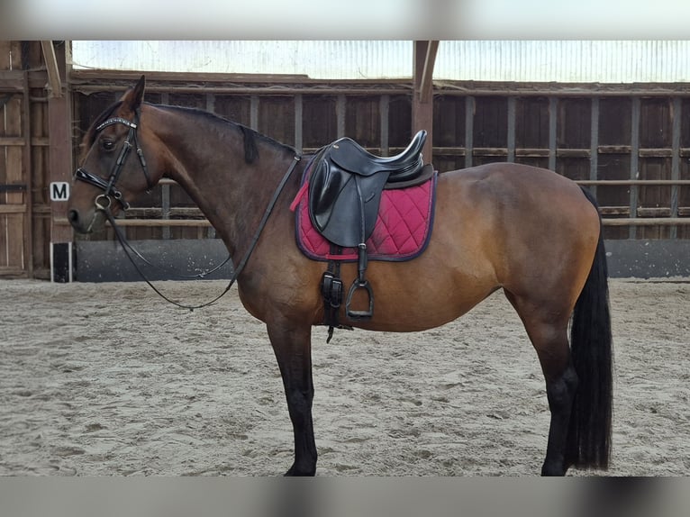 KWPN Stute 11 Jahre 168 cm Brauner in Overmere