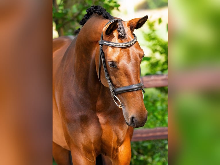 KWPN Stute 11 Jahre 168 cm Brauner in Overmere