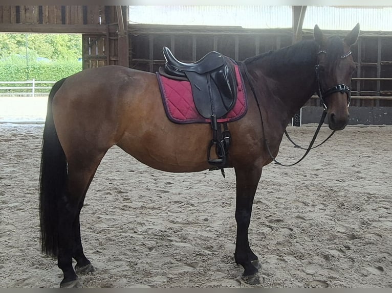 KWPN Stute 11 Jahre 168 cm Brauner in Overmere