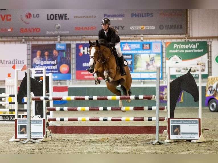 KWPN Stute 11 Jahre 168 cm Brauner in Hoofddorp