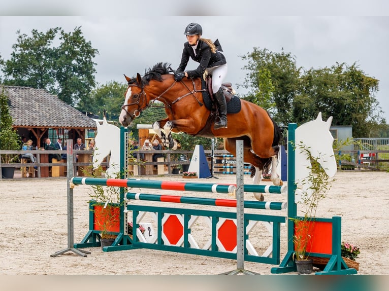 KWPN Stute 11 Jahre 168 cm Brauner in Hoofddorp