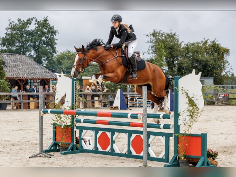 KWPN Stute 11 Jahre 168 cm Brauner in Hoofddorp