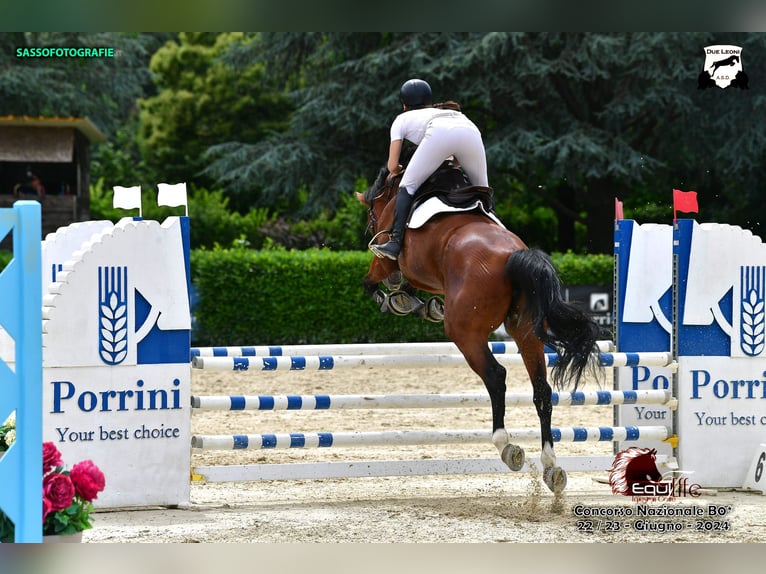 KWPN Stute 11 Jahre 168 cm Brauner in Varese
