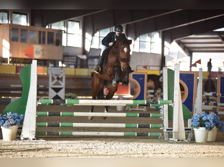 KWPN Stute 11 Jahre 168 cm Brauner in Varese
