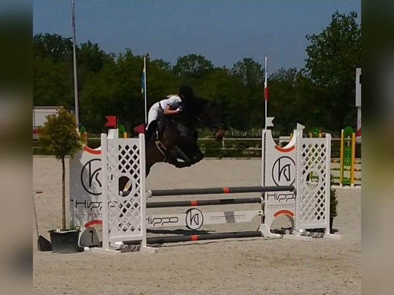 KWPN Stute 11 Jahre 168 cm Dunkelbrauner in Barger-Compascuum