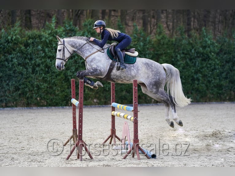 KWPN Stute 11 Jahre 168 cm Schimmel in Prag