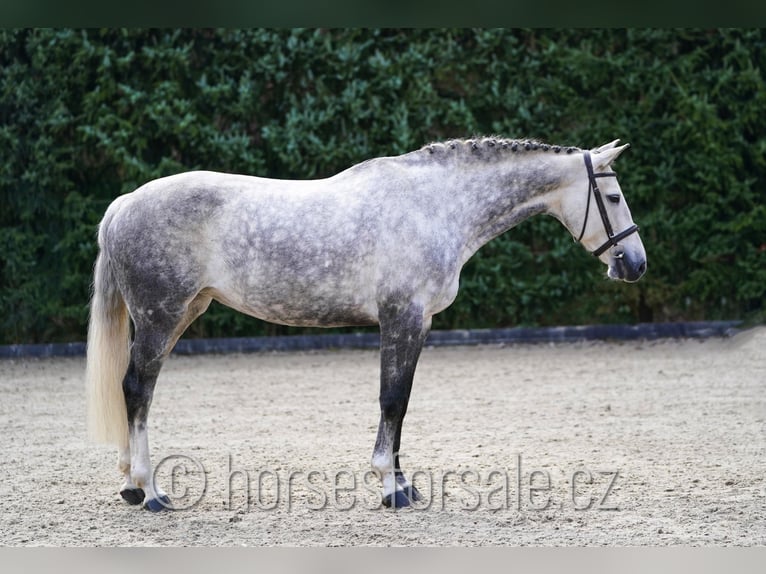 KWPN Stute 11 Jahre 168 cm Schimmel in Prag