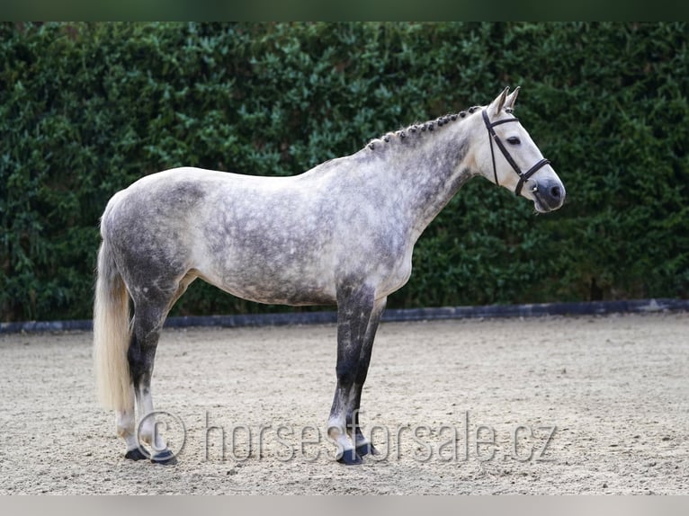 KWPN Stute 11 Jahre 168 cm Schimmel in Prag