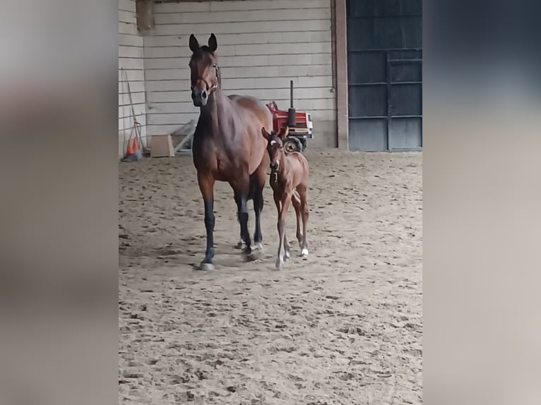 KWPN Stute 11 Jahre 169 cm Brauner in Hoogerheide