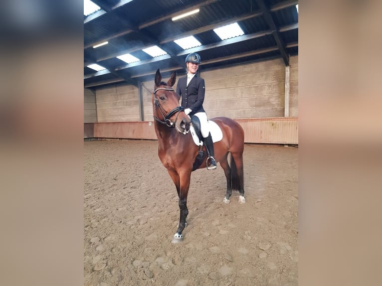 KWPN Stute 11 Jahre 169 cm Brauner in Hoogerheide