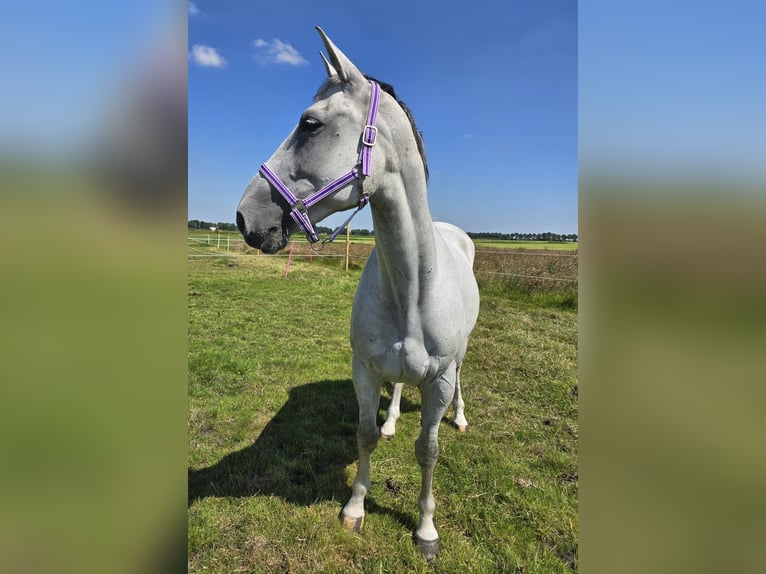 KWPN Stute 11 Jahre 169 cm Fliegenschimmel in Oosterwolde