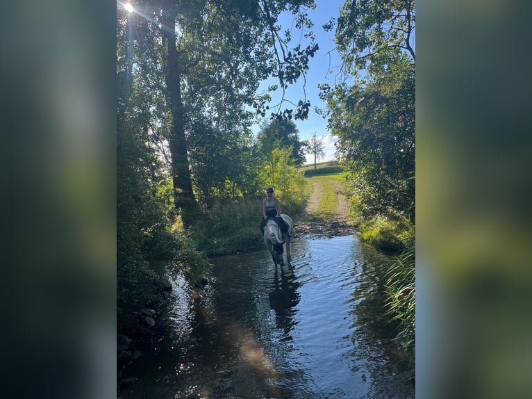 KWPN Stute 11 Jahre 170 cm Apfelschimmel in Donaueschingen