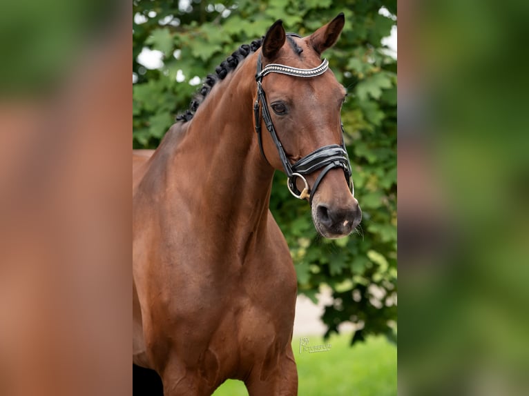 KWPN Stute 11 Jahre 170 cm Brauner in Peer