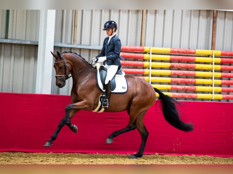 KWPN Stute 11 Jahre 170 cm Brauner in Terschuur