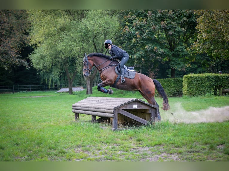 KWPN Stute 11 Jahre 170 cm Brauner in M&#xFC;nster