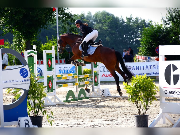 KWPN Stute 11 Jahre 170 cm Brauner in M&#xFC;nster