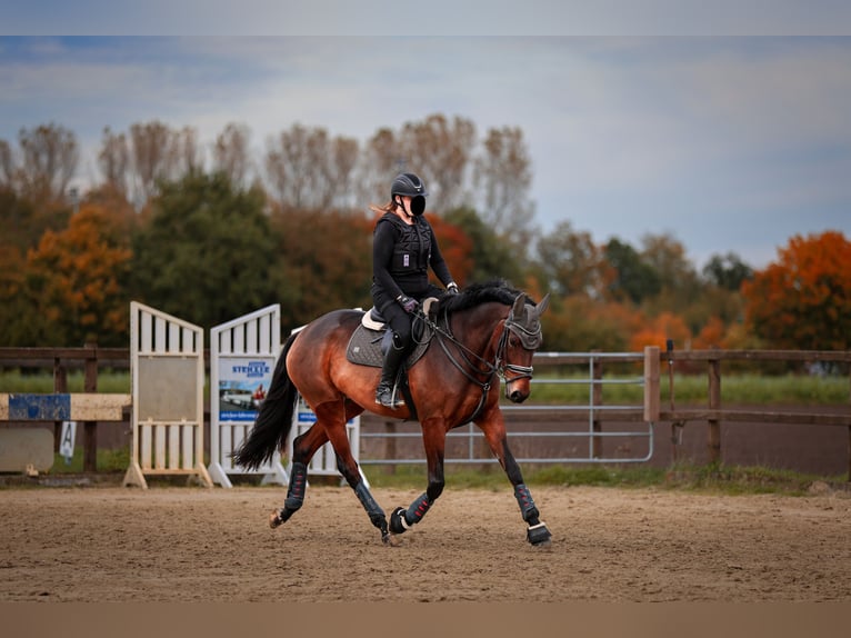 KWPN Stute 11 Jahre 170 cm Brauner in M&#xFC;nster