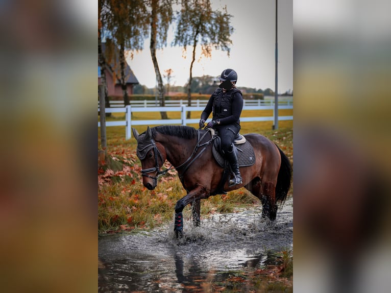 KWPN Stute 11 Jahre 170 cm Brauner in M&#xFC;nster