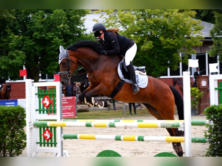 KWPN Stute 11 Jahre 170 cm Brauner in M&#xFC;nster