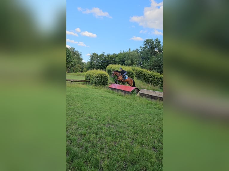 KWPN Stute 11 Jahre 170 cm Brauner in M&#xFC;nster