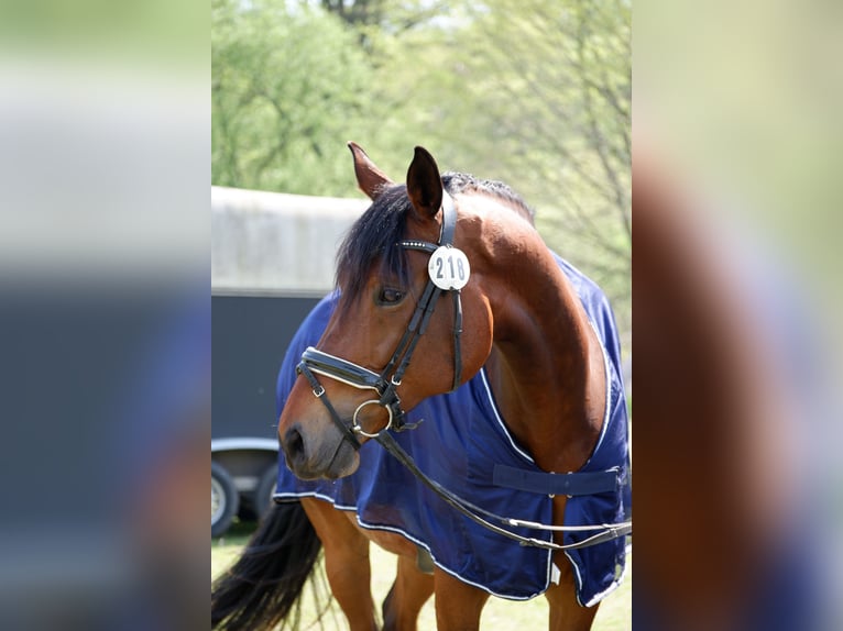 KWPN Stute 11 Jahre 170 cm Brauner in M&#xFC;nster