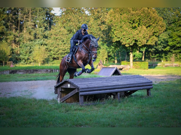 KWPN Stute 11 Jahre 170 cm Brauner in M&#xFC;nster